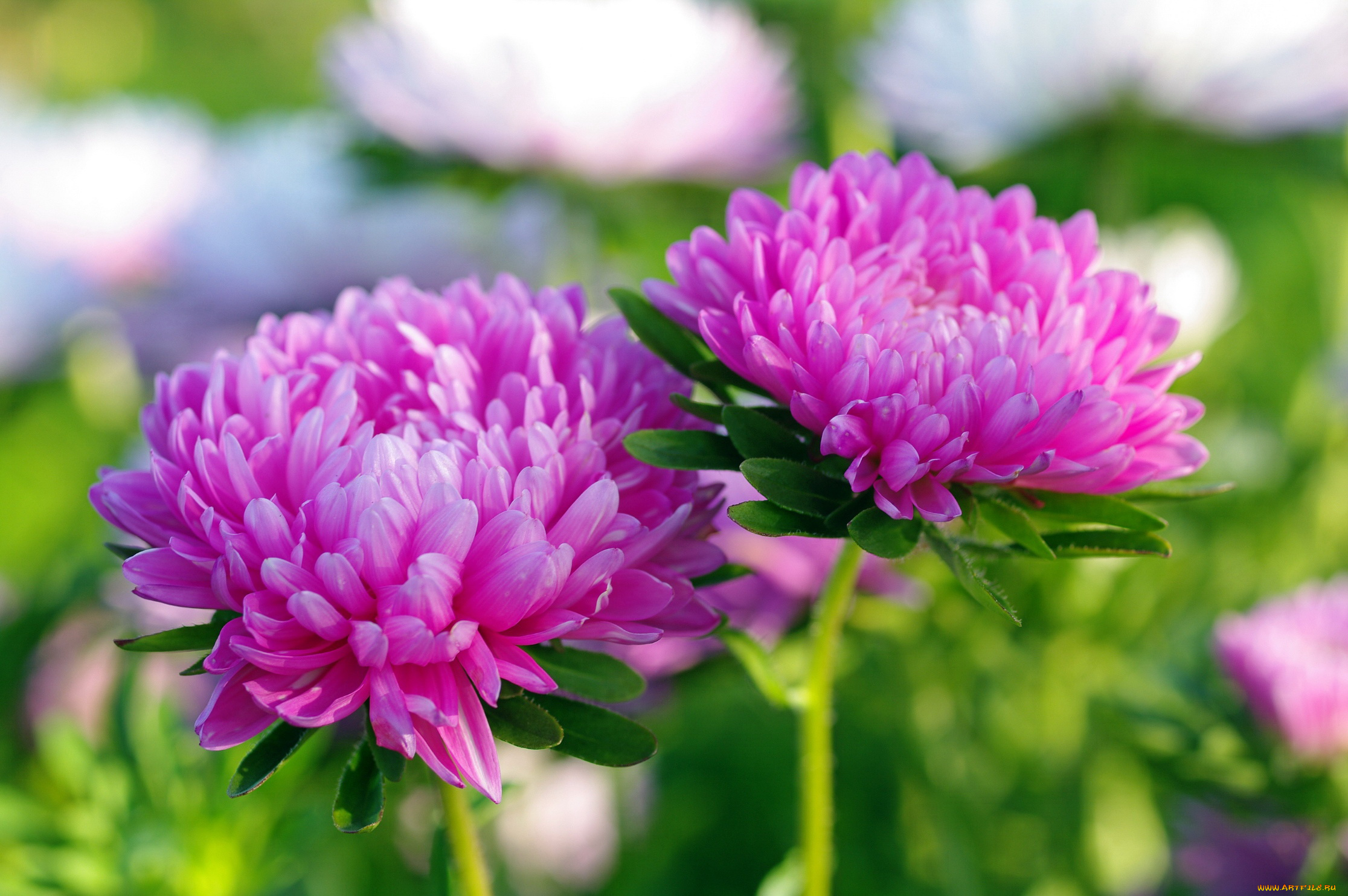 цветы, астры, осень, красота, дача, флора, растения, сентябрь, розовый, цвет, однолетники, природа