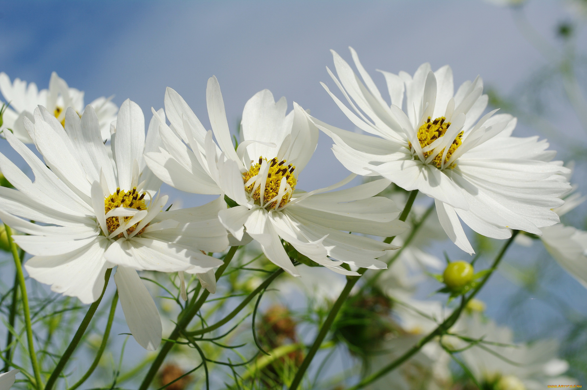 цветы, космея, растения, небо, сентябрь, природа, дача, флора, красота, белоснежность, однолетники, нежность