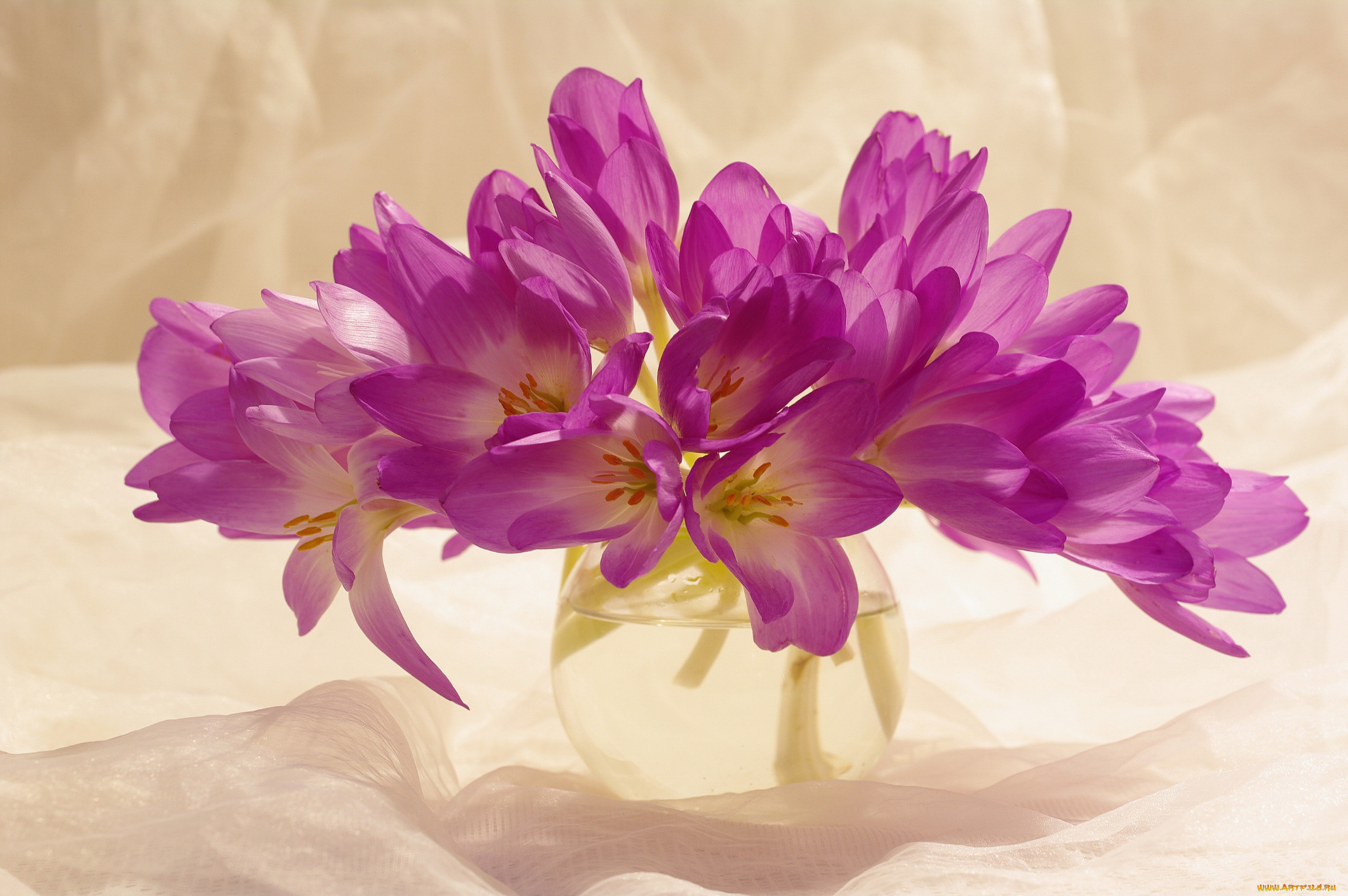 цветы, крокусы, сиреневый, цвет, красота, множество, осень, сентябрь, растения, луковичные, букетик, радость, природа, композиция, флора, безвременник