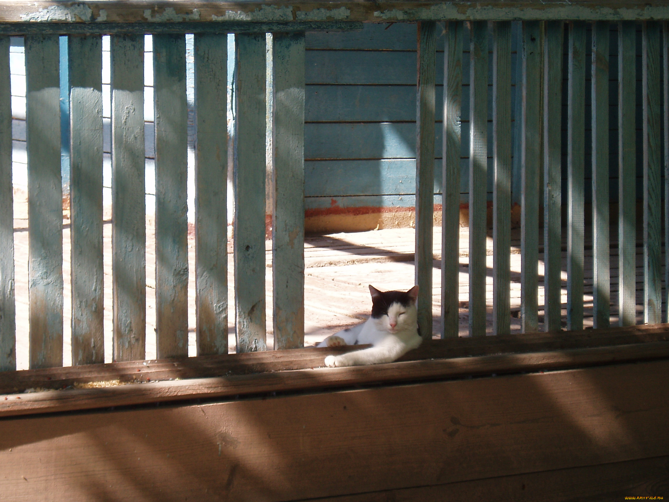 суперотдых, животные, коты, кот, домашние, животные