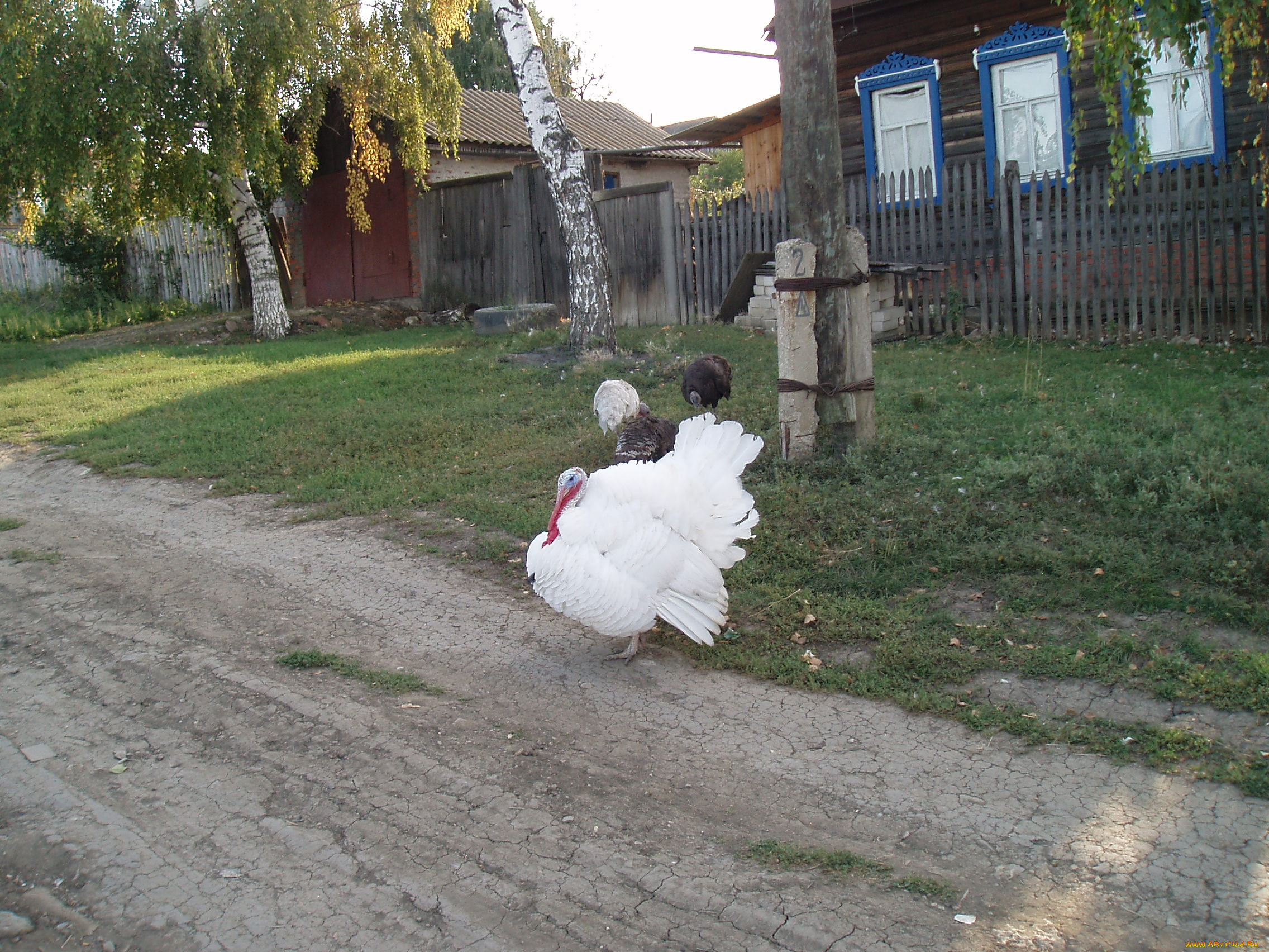 суперптица, животные, индюки, индюк, домашние, животные, птица, птицы