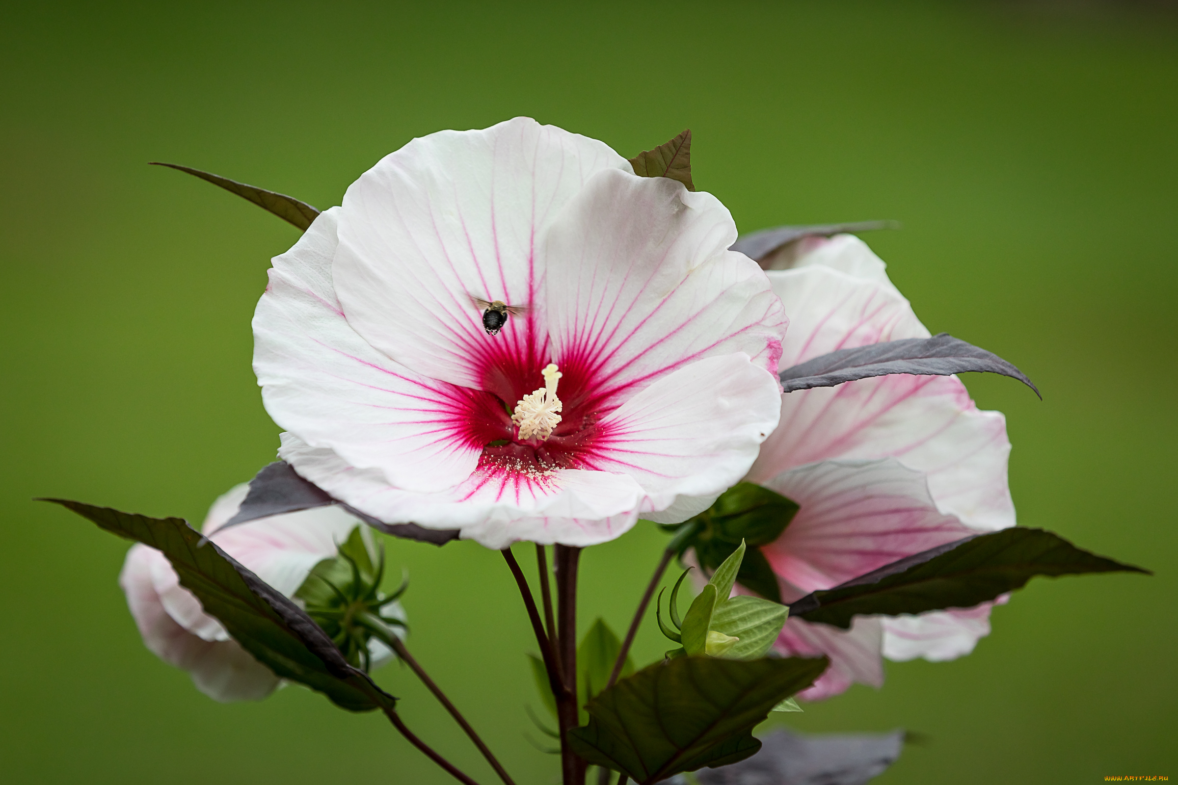 цветы, гибискусы, лето, кустарник, цветение, цветок, гибискус