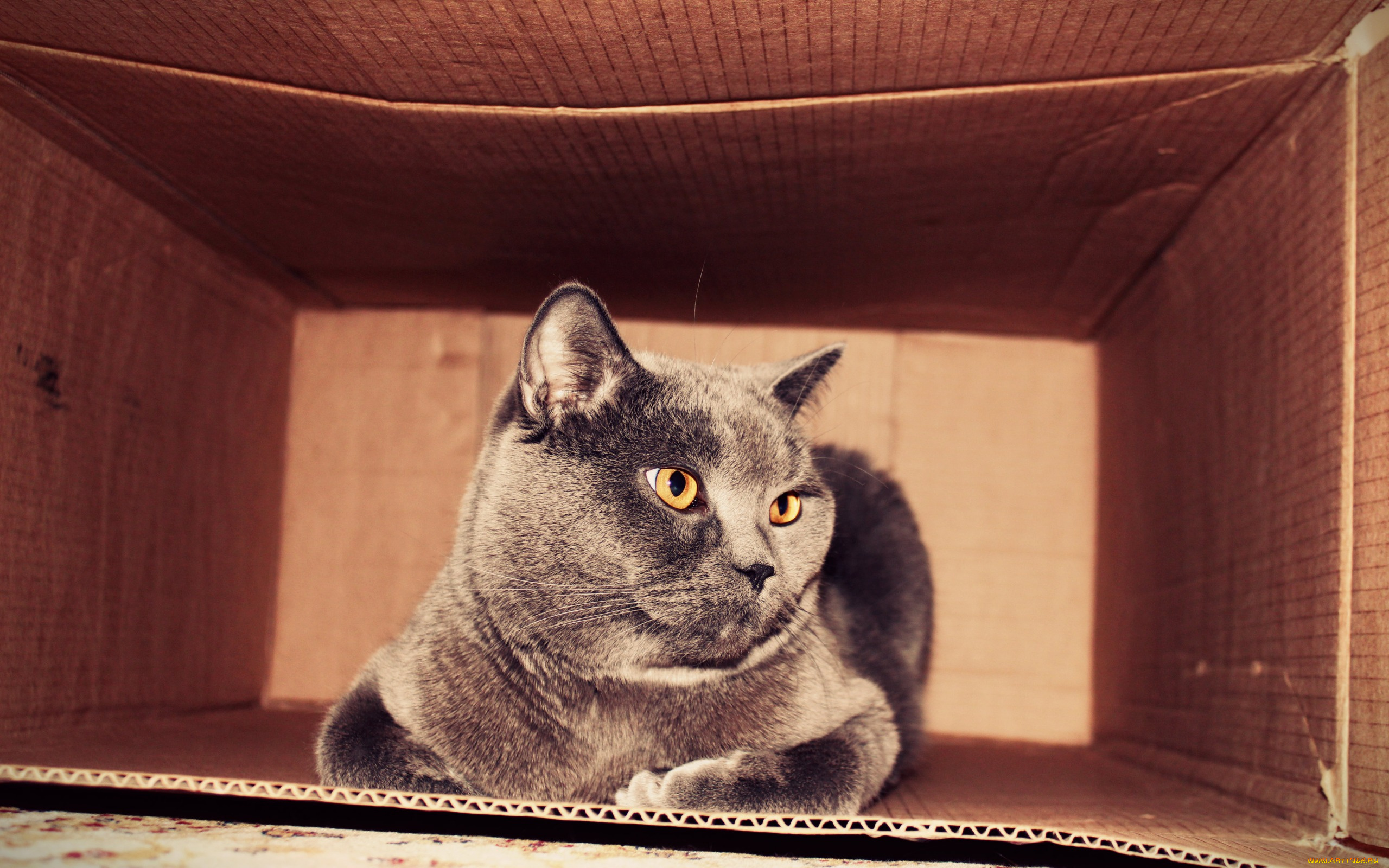 животные, коты, играть, кот, киса, британец, серый