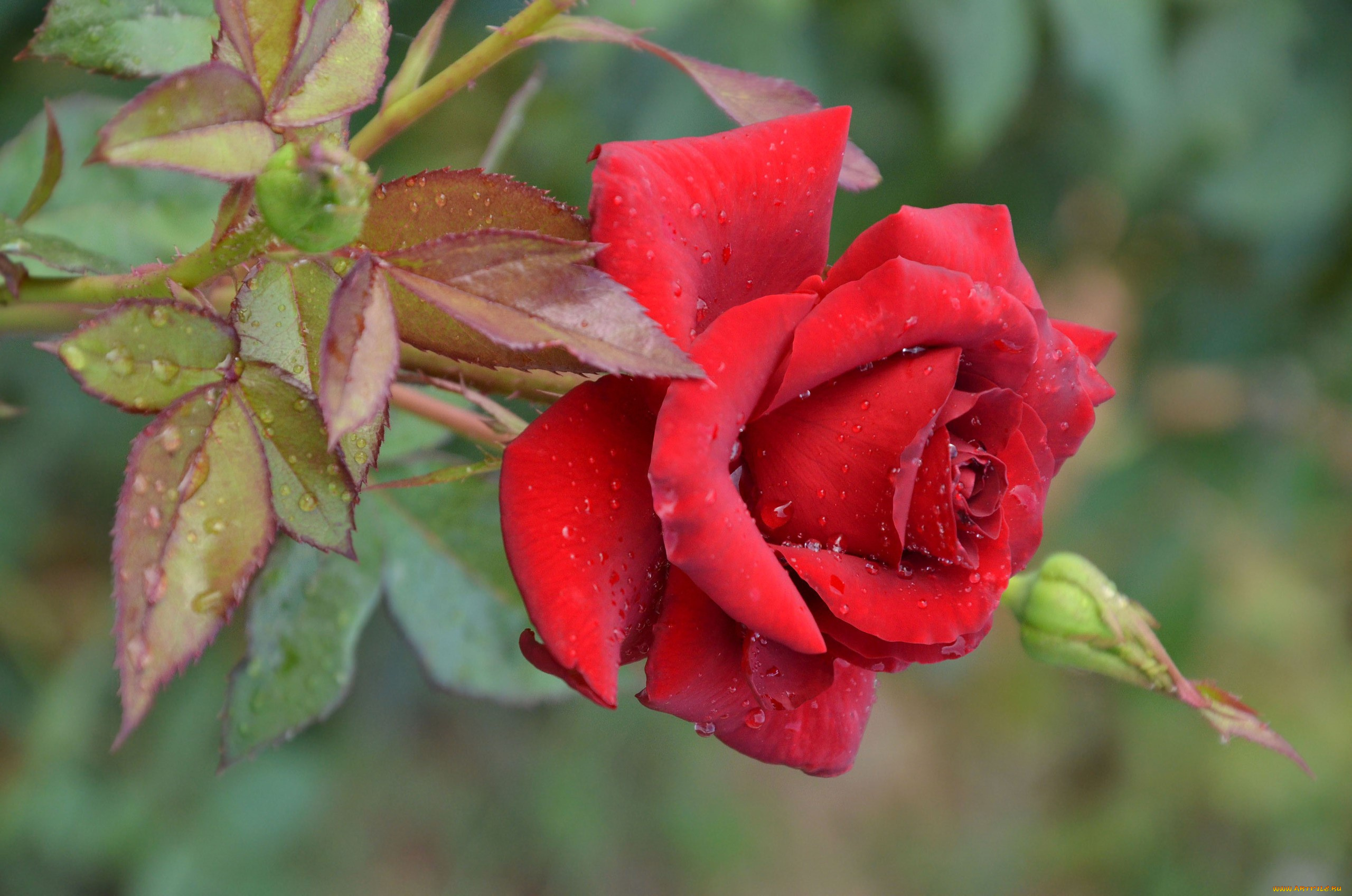 цветы, розы, цветок, ветка, макро, вода, капли, роза