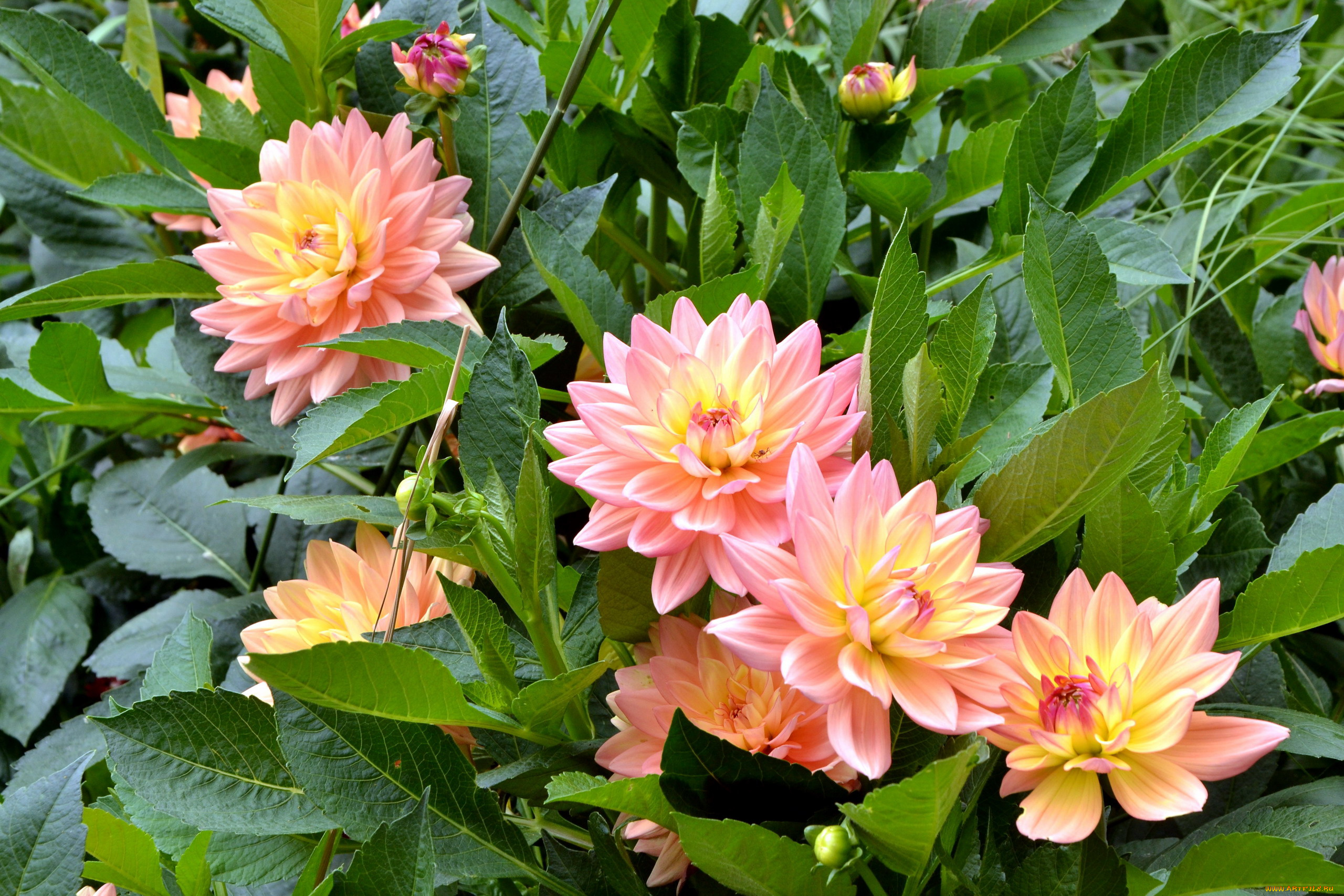 цветы, георгины, куст