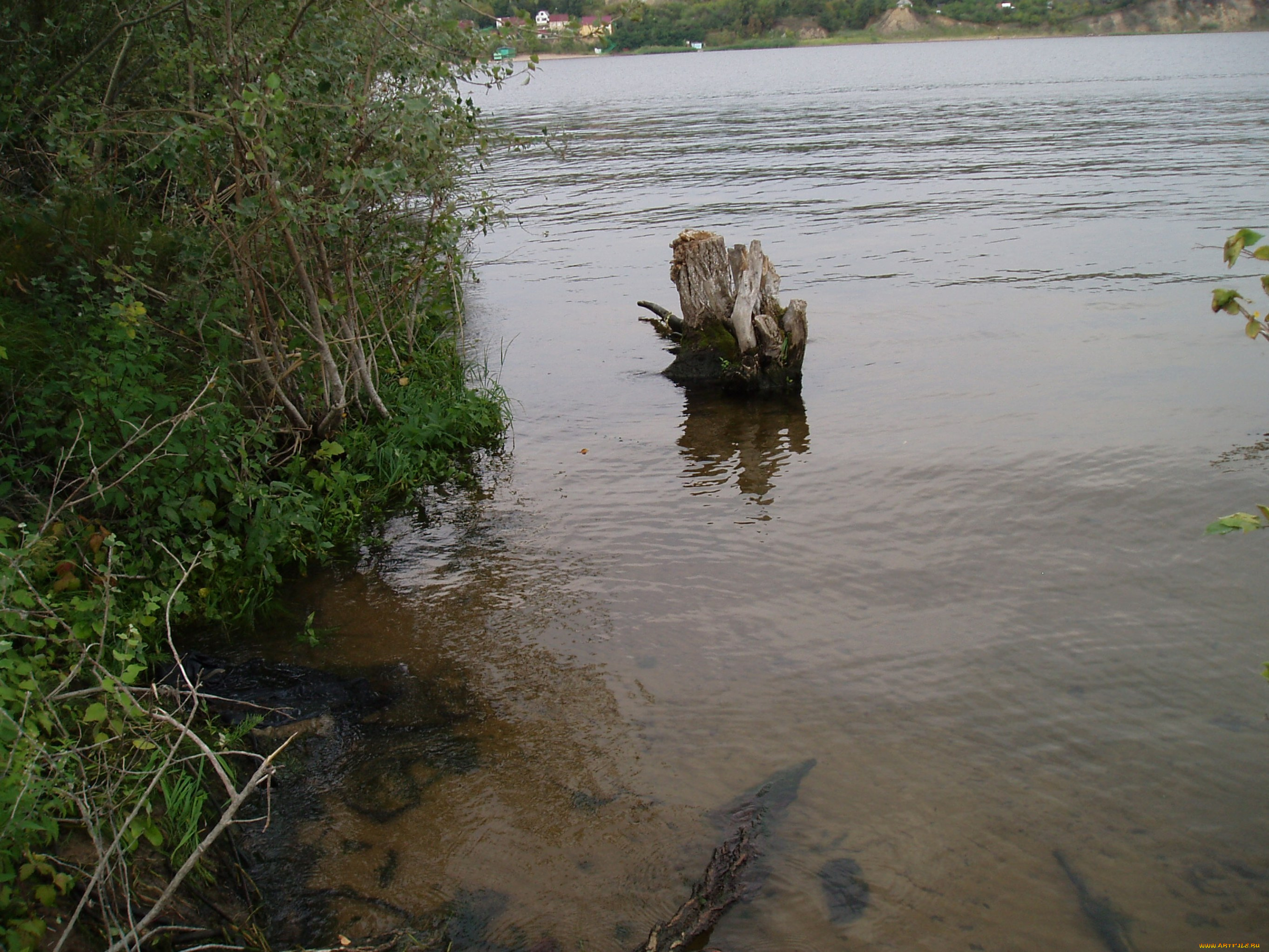 красивый, уголок, природа, реки, озера, водоем, летом