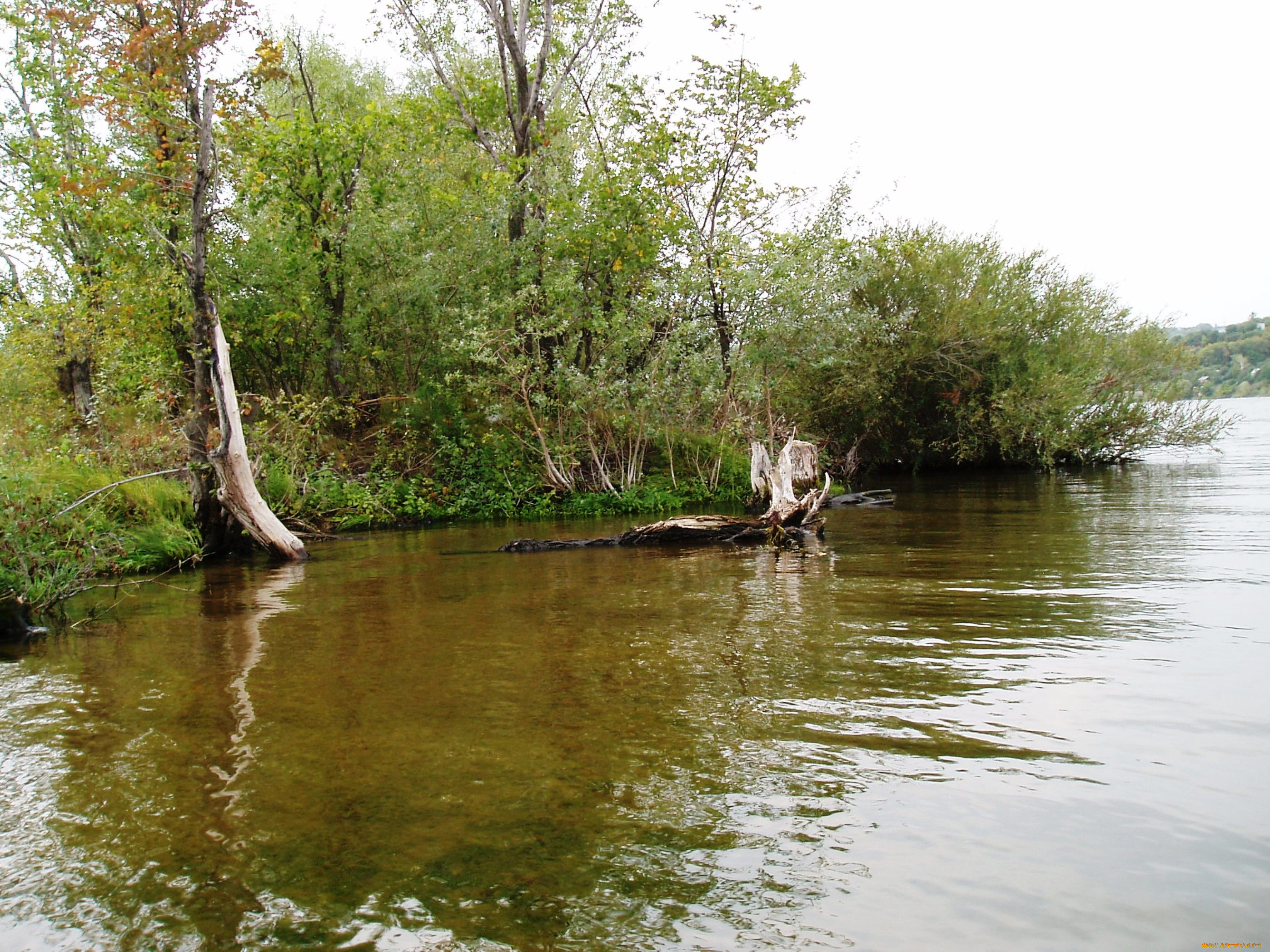 красивый, уголок, природа, реки, озера, водоем, летом