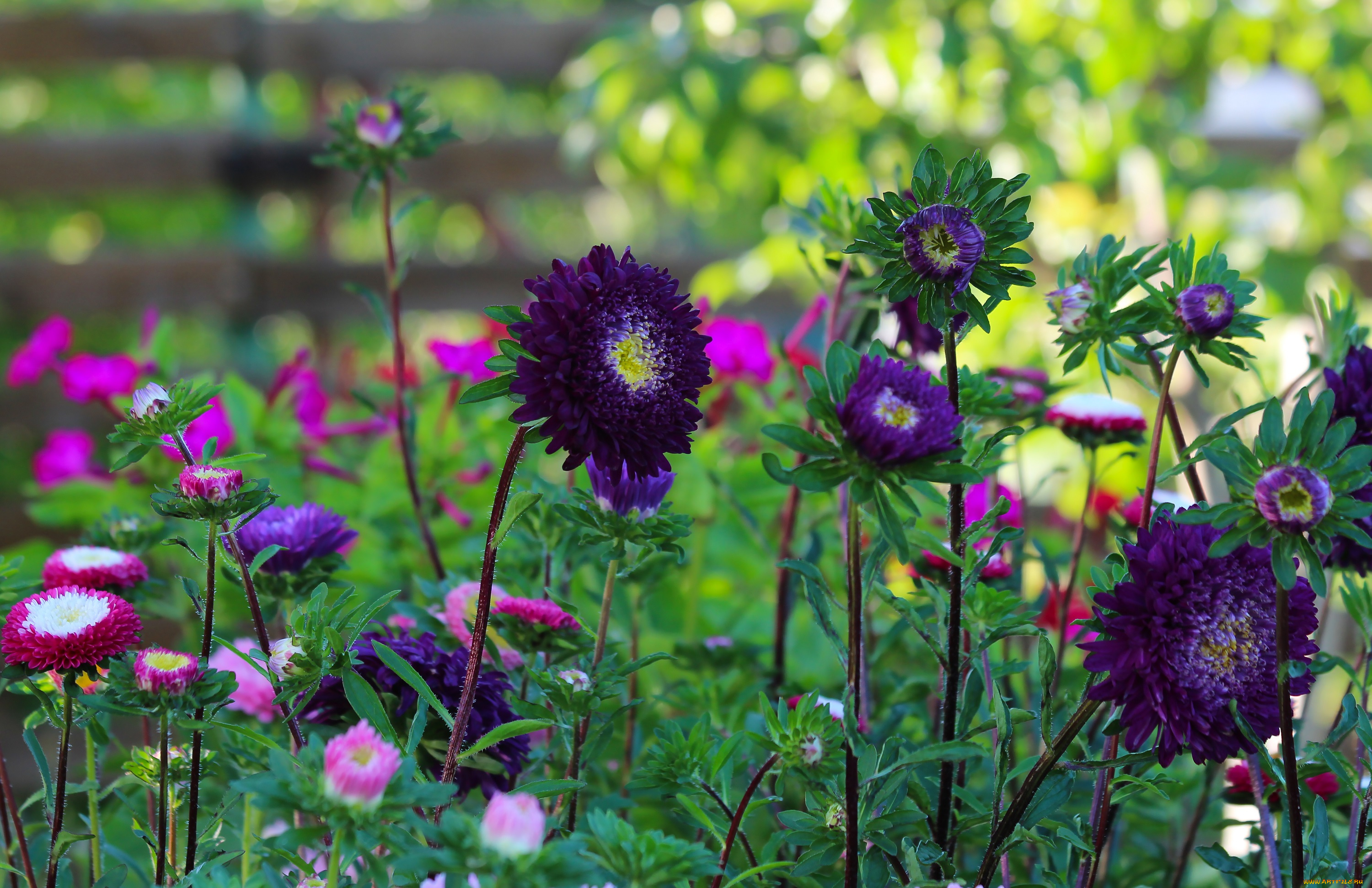 цветы, астры, природа, лето, красота, дача, цветение