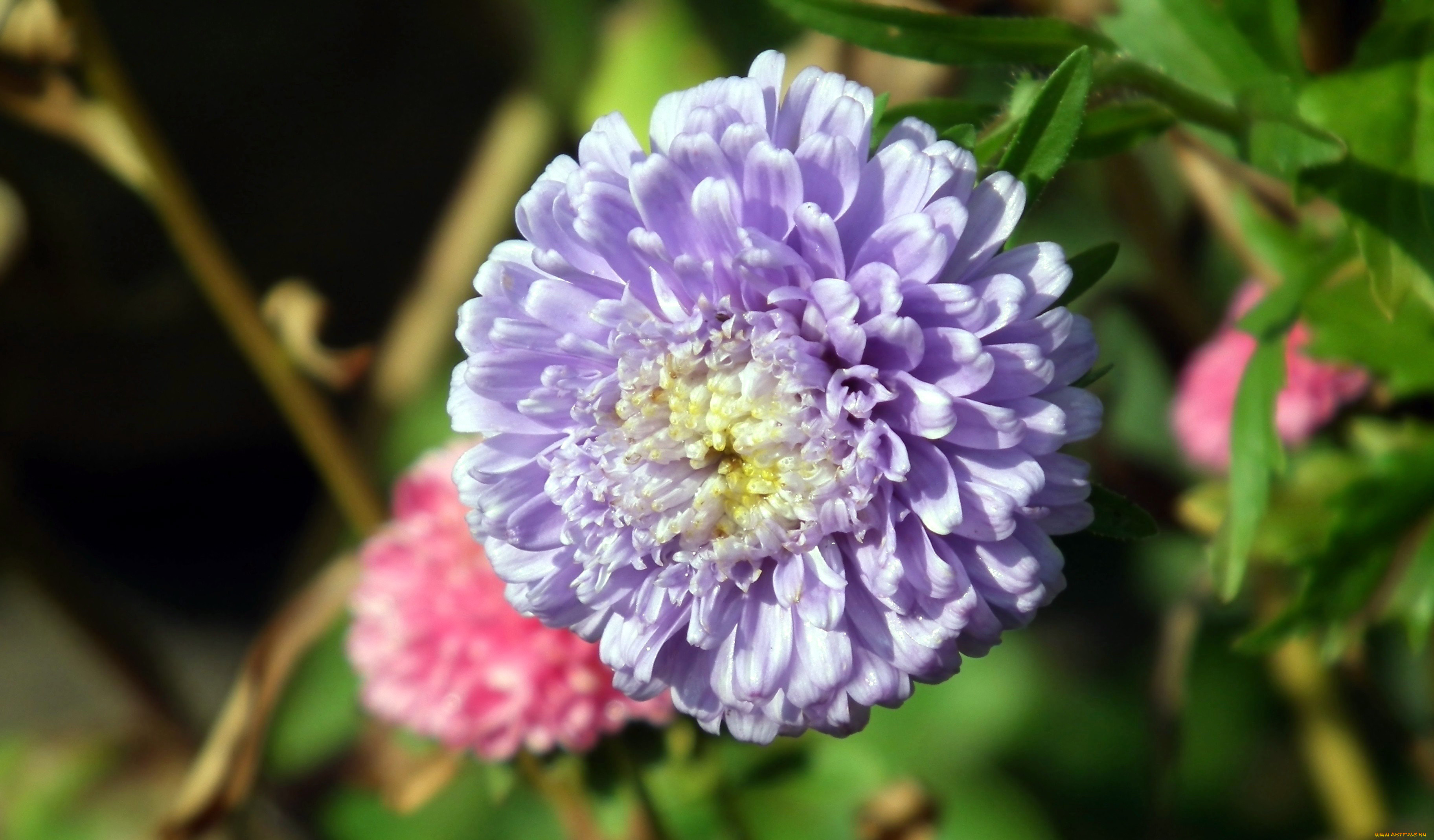 цветы, астры, макро