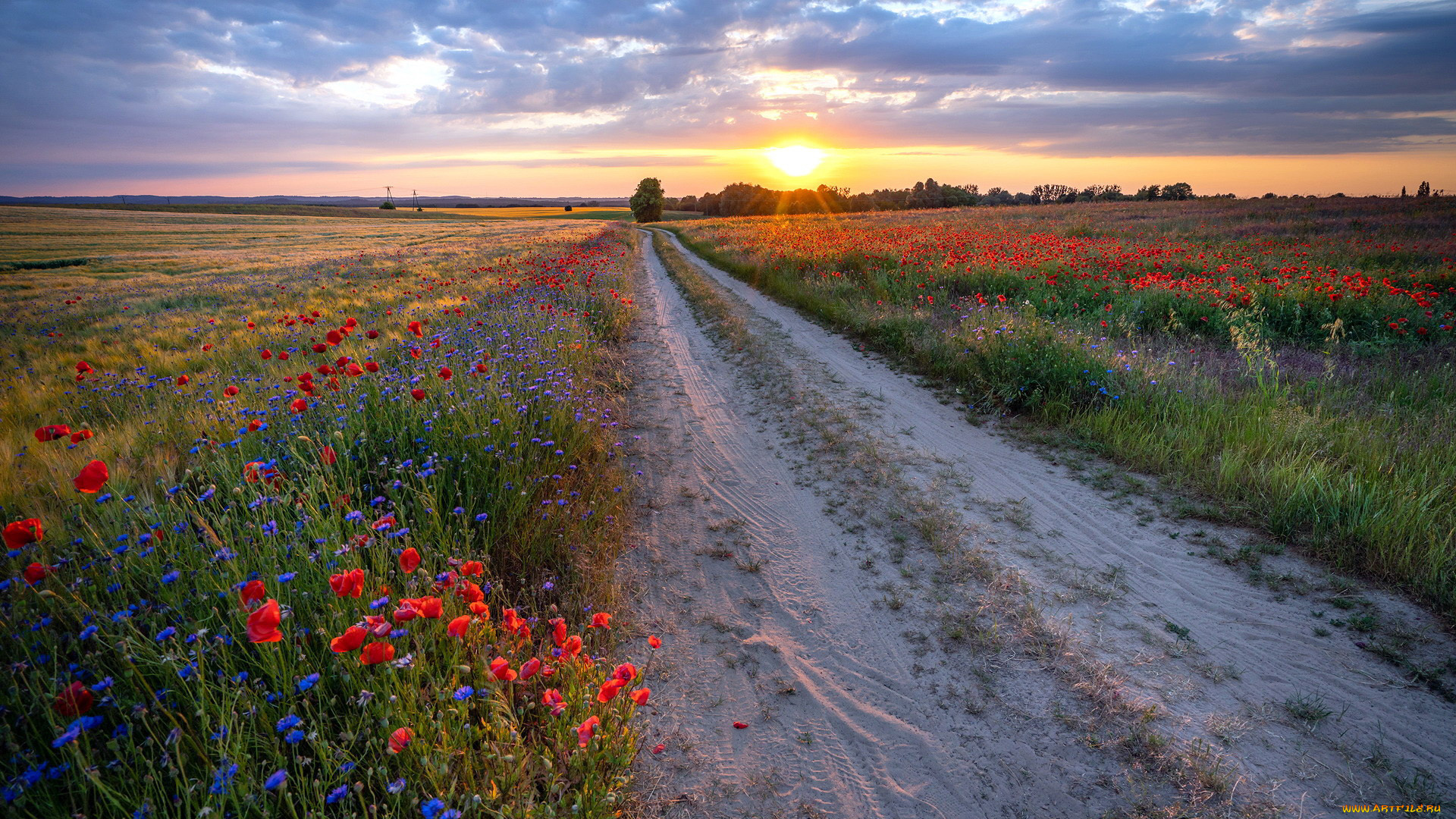 природа, дороги, проселочная, дорога, маки, васильки
