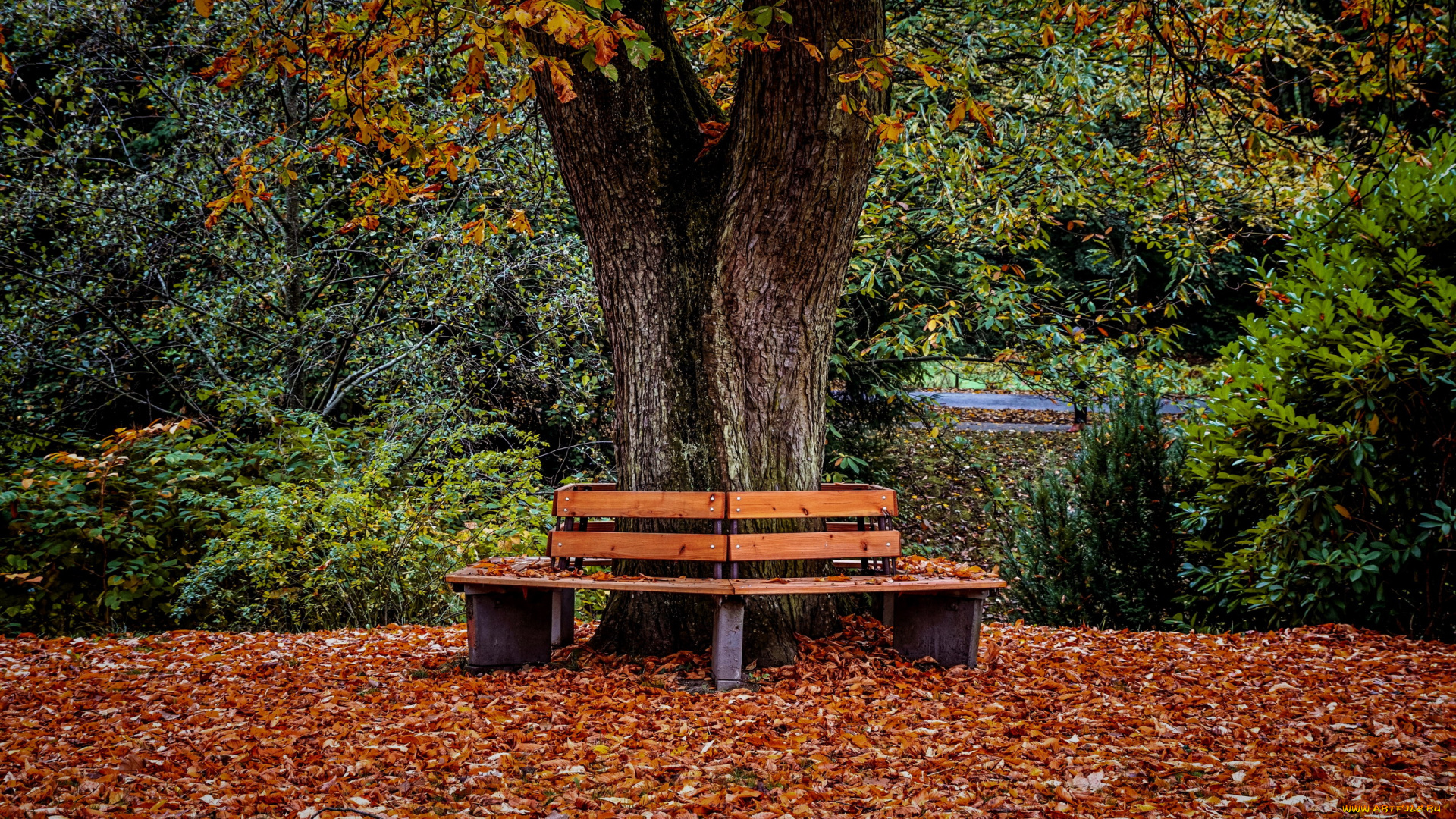 природа, парк, дерево, скамейки, осень, листья, листопад