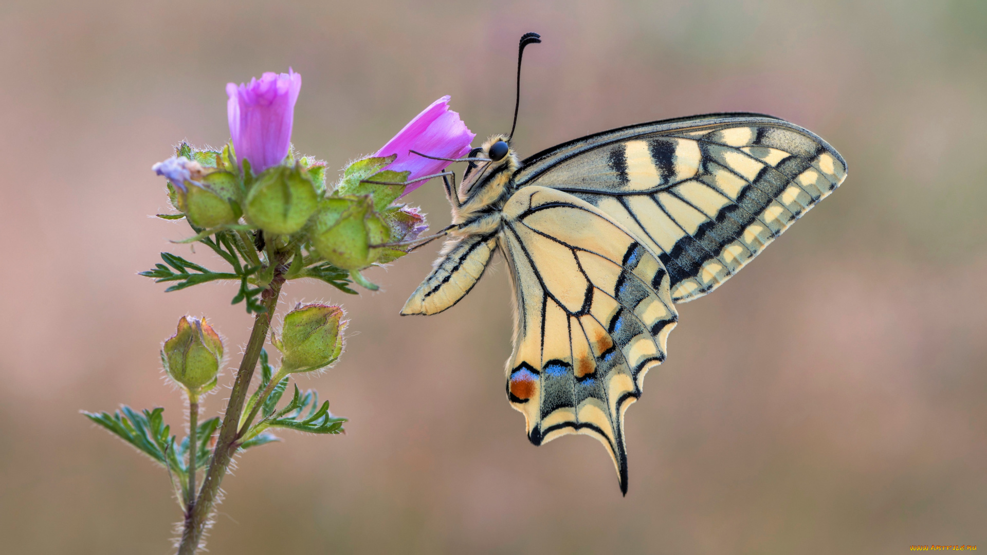 животные, бабочки, , мотыльки, , моли, бабочка, насекомое, махаон