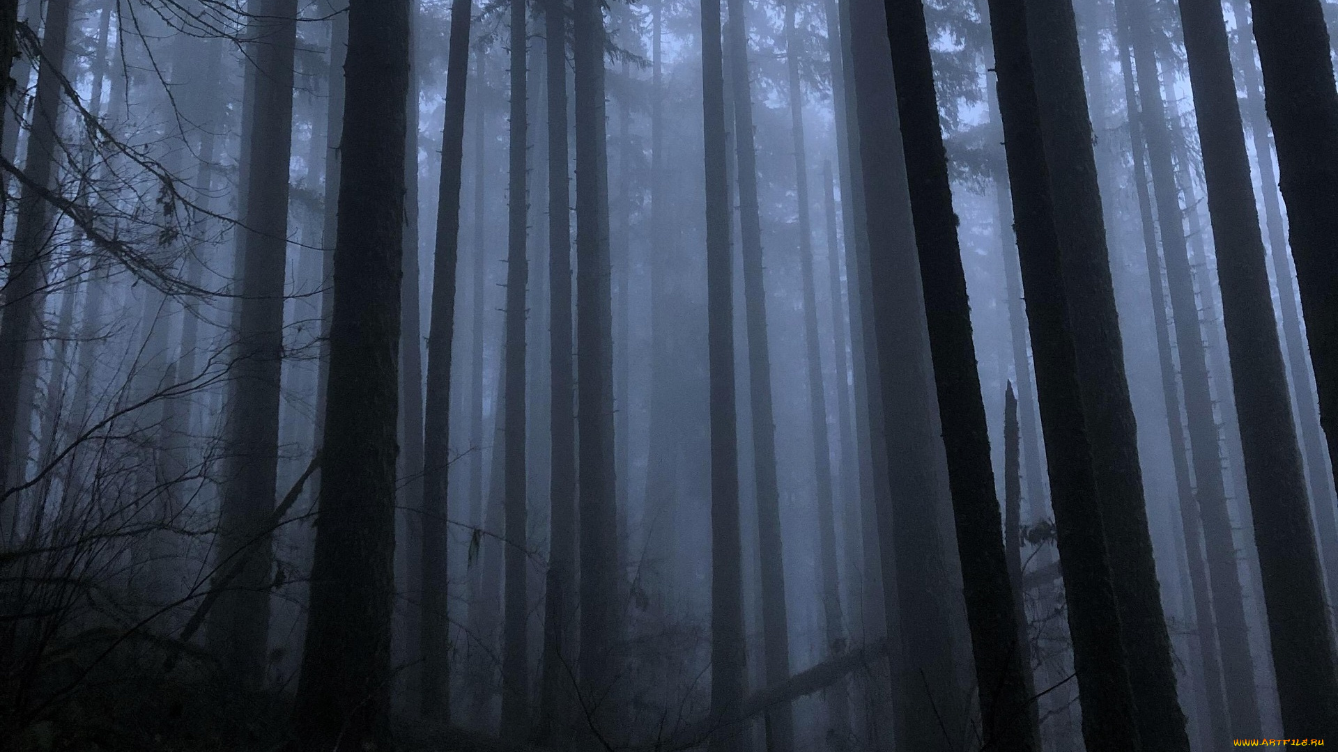 природа, лес, туман, осень