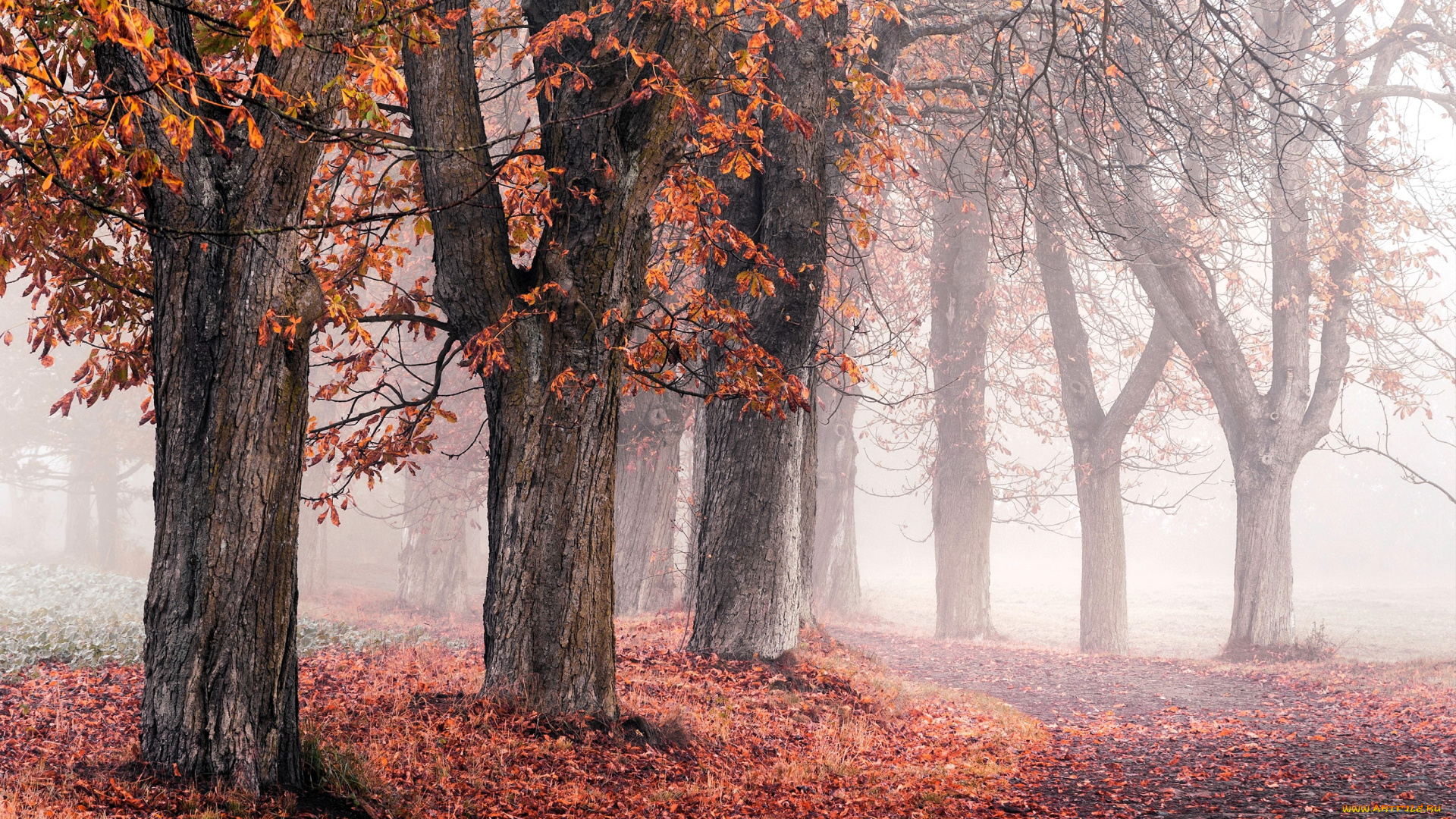 природа, парк, деревья, аллея, осень, листья, туман, дорожка