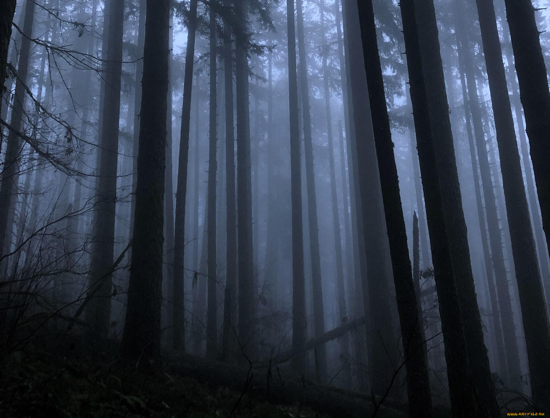 природа, лес, туман, осень