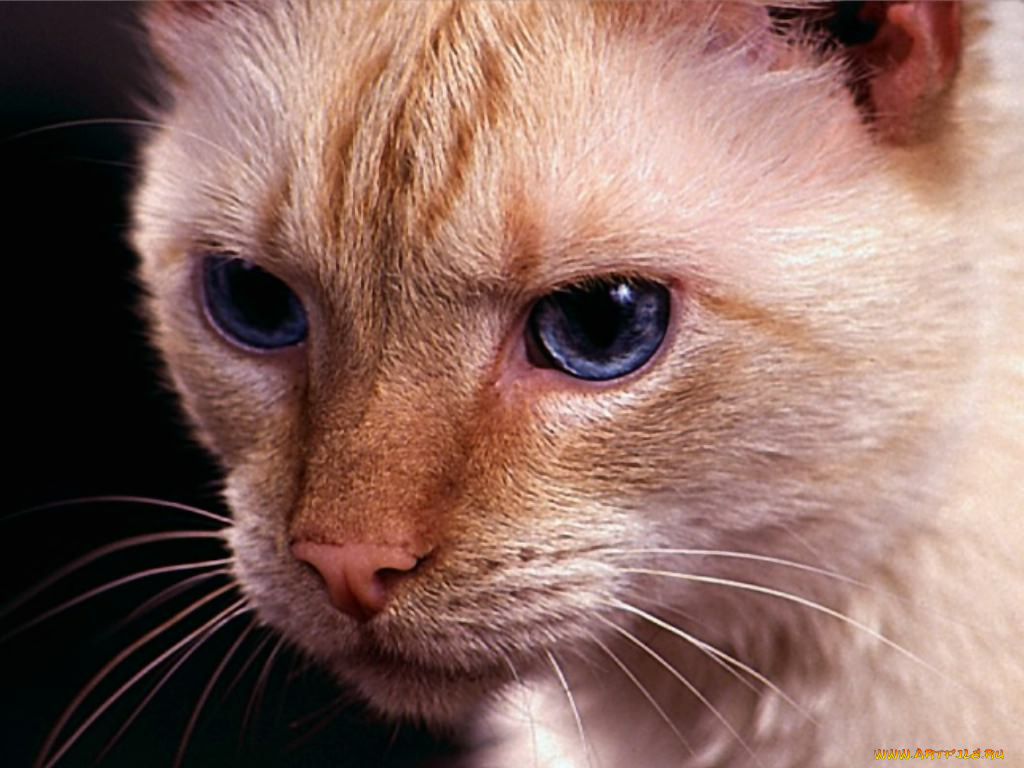 животные, коты