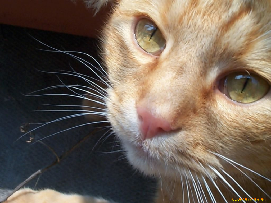 животные, коты