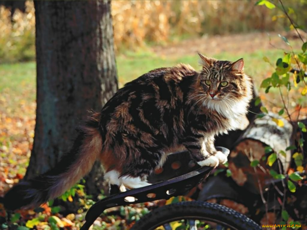 животные, коты