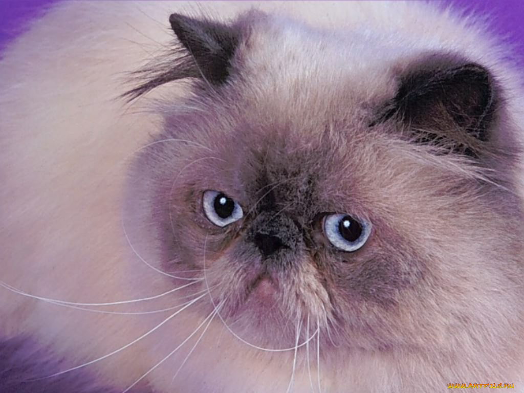 животные, коты