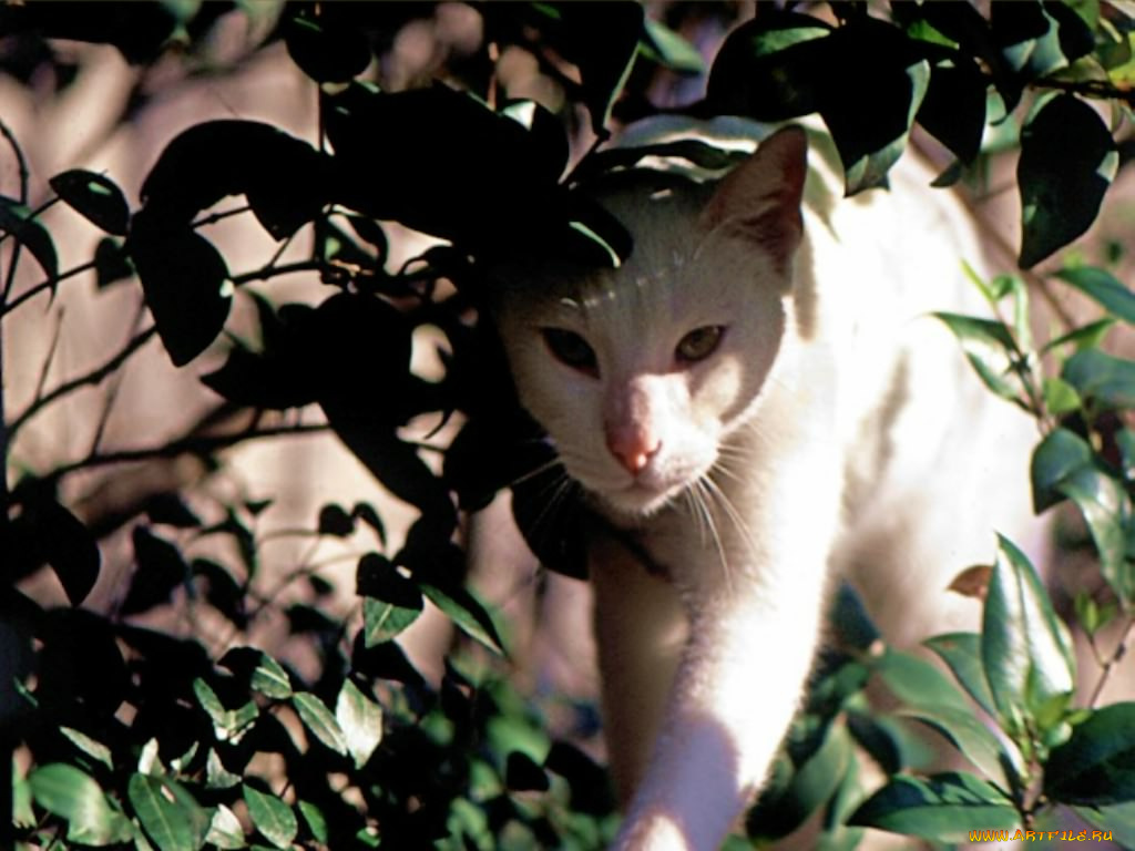 животные, коты