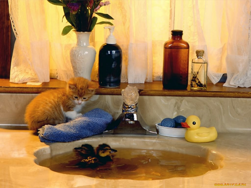 животные, коты