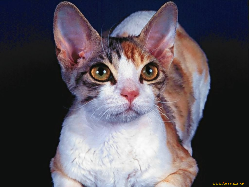 животные, коты