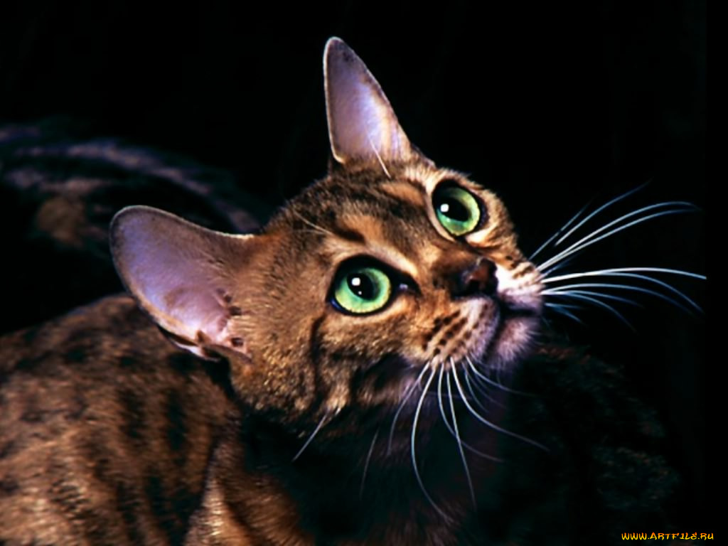 животные, коты