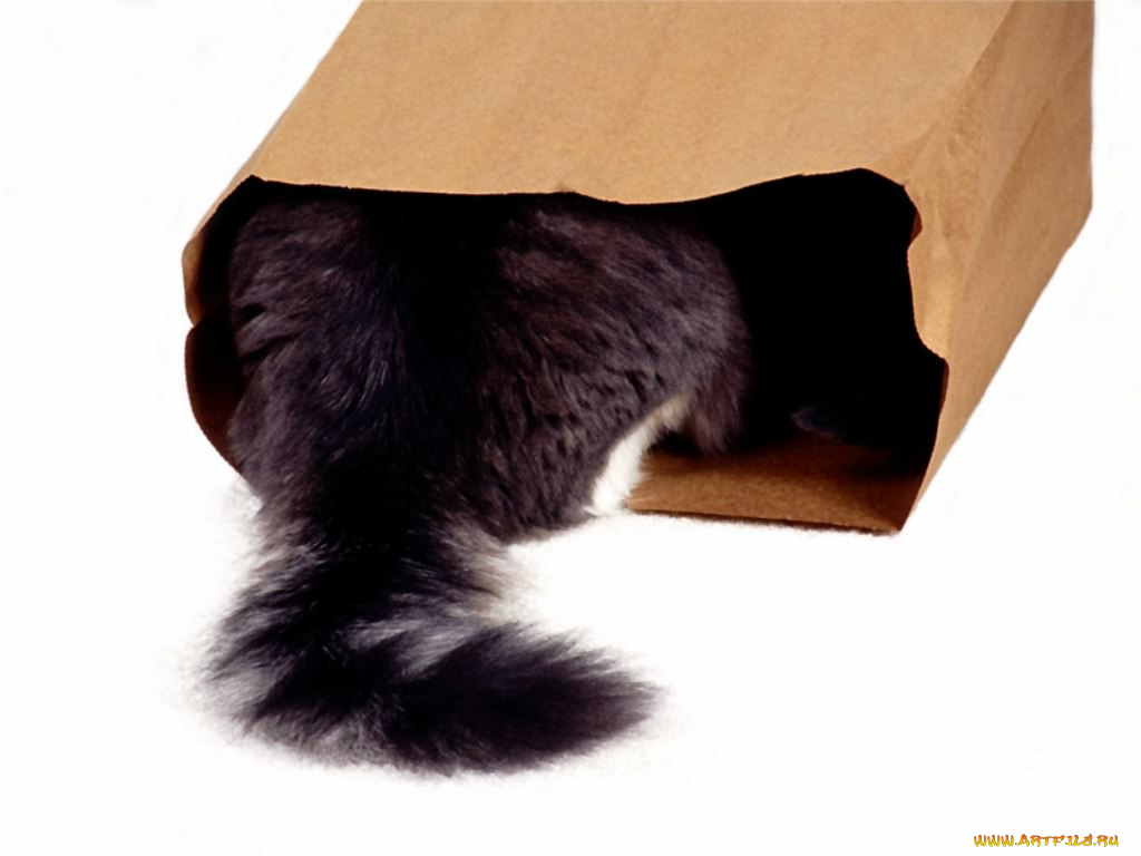животные, коты
