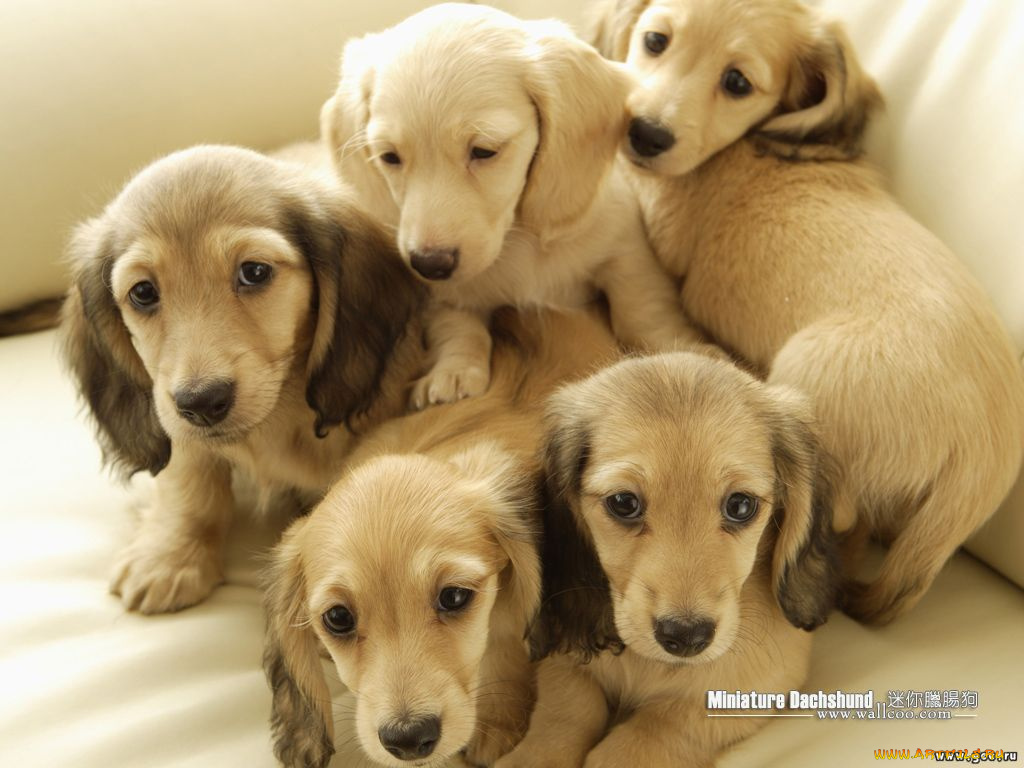 животные, собаки