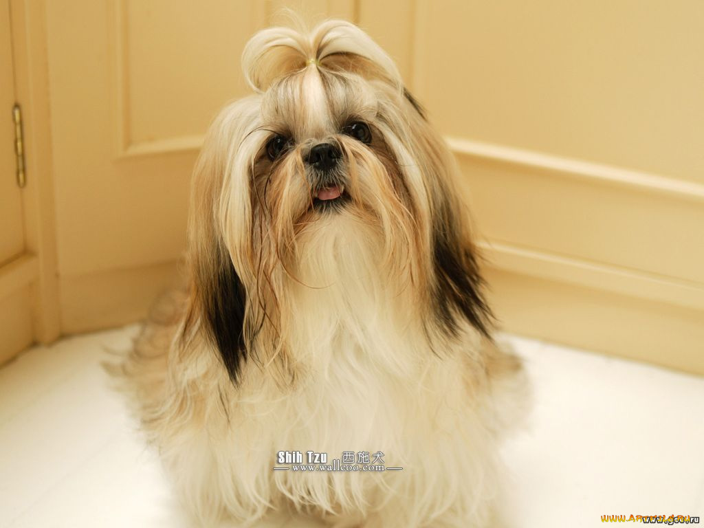 животные, собаки