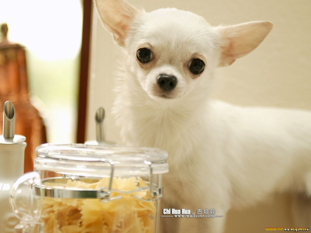 животные, собаки