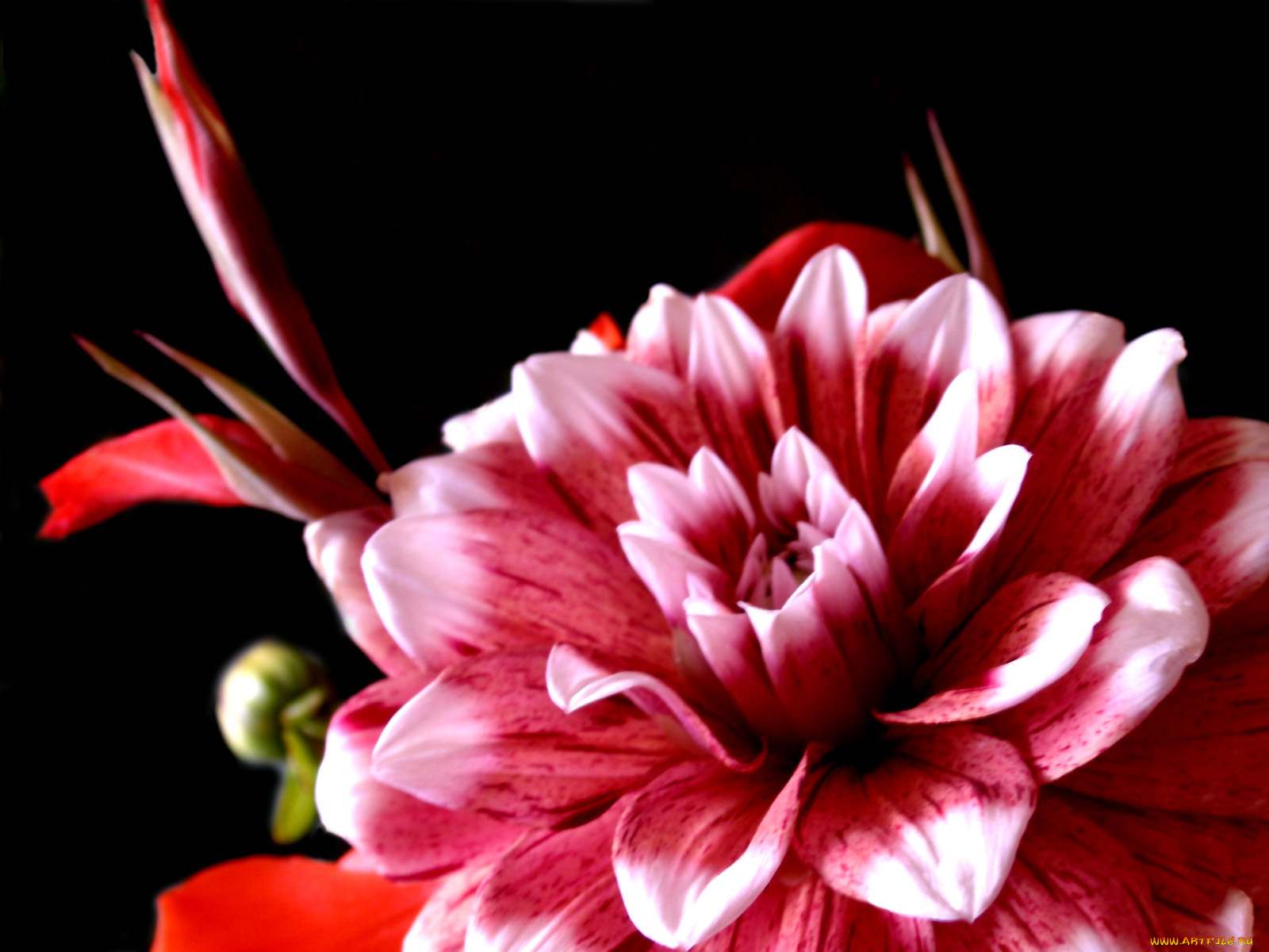 цветы, георгины