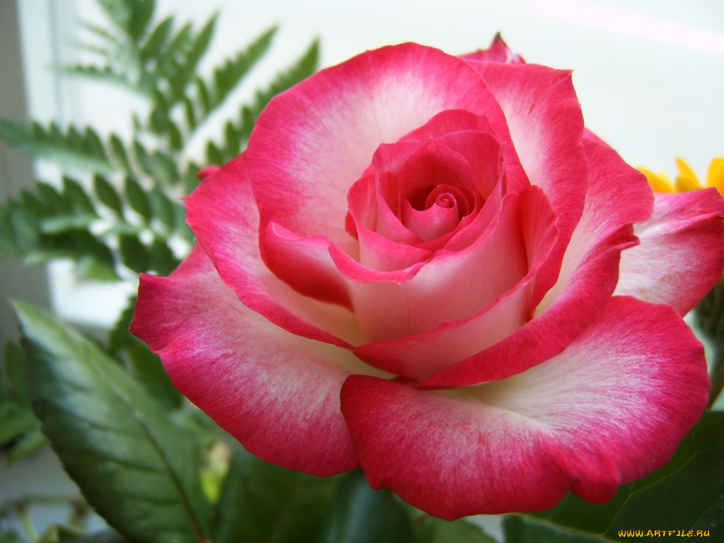 цветы, розы