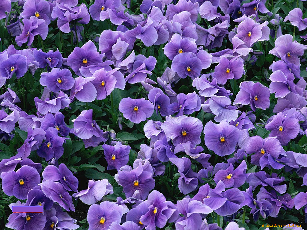 цветы, анютины, глазки, садовые, фиалки