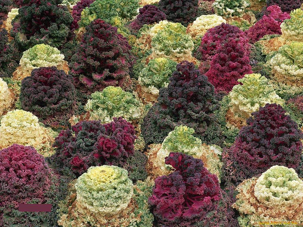 цветы, декоративная, капуста