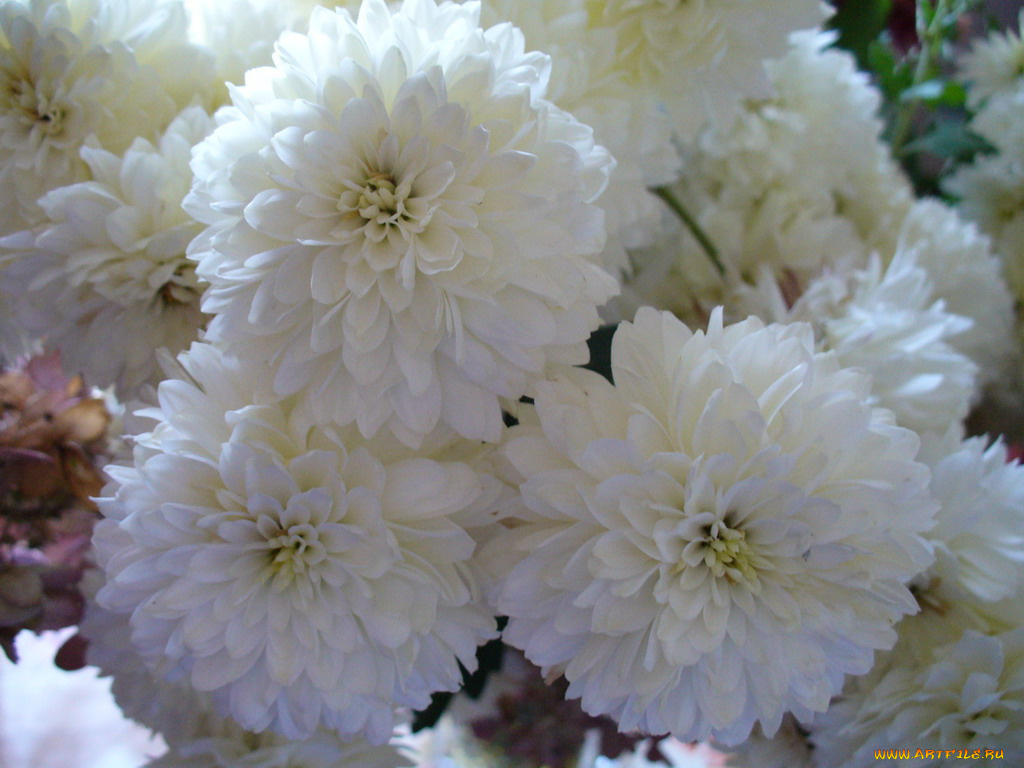 цветы, хризантемы