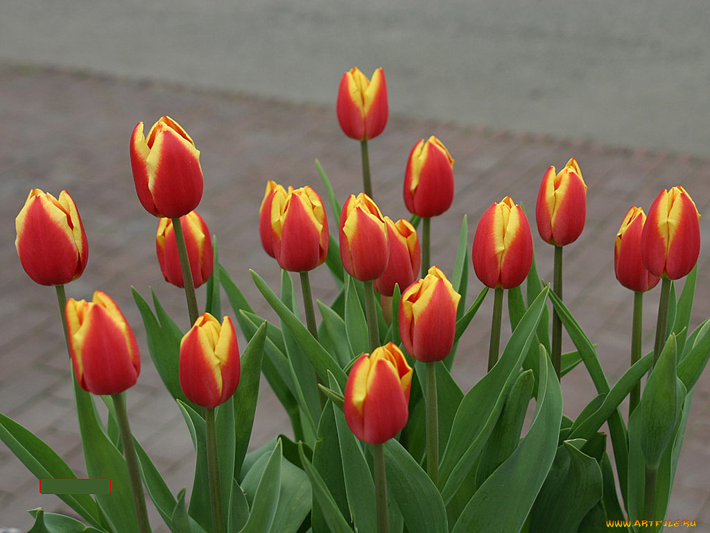 цветы, тюльпаны