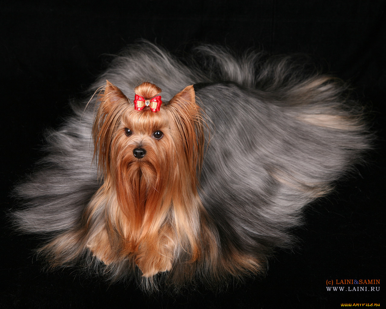 животные, собаки