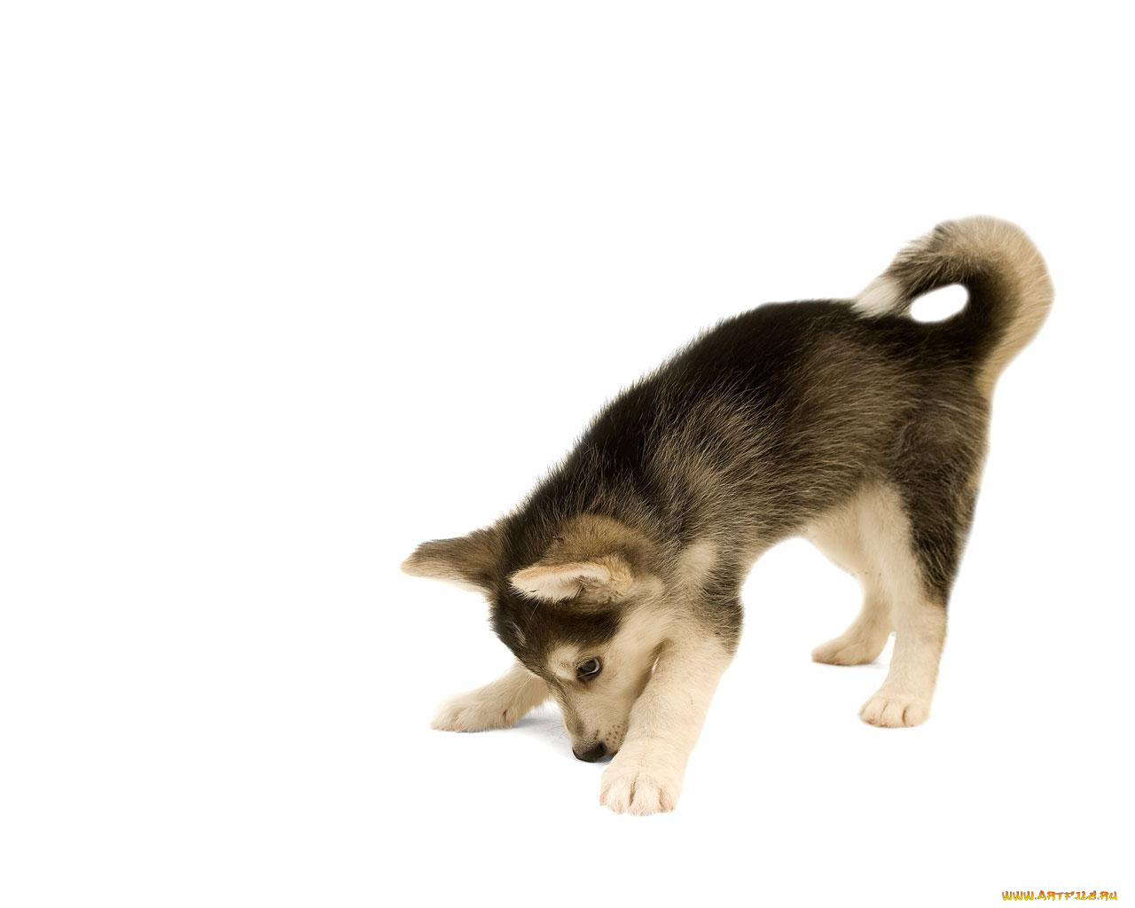 животные, собаки