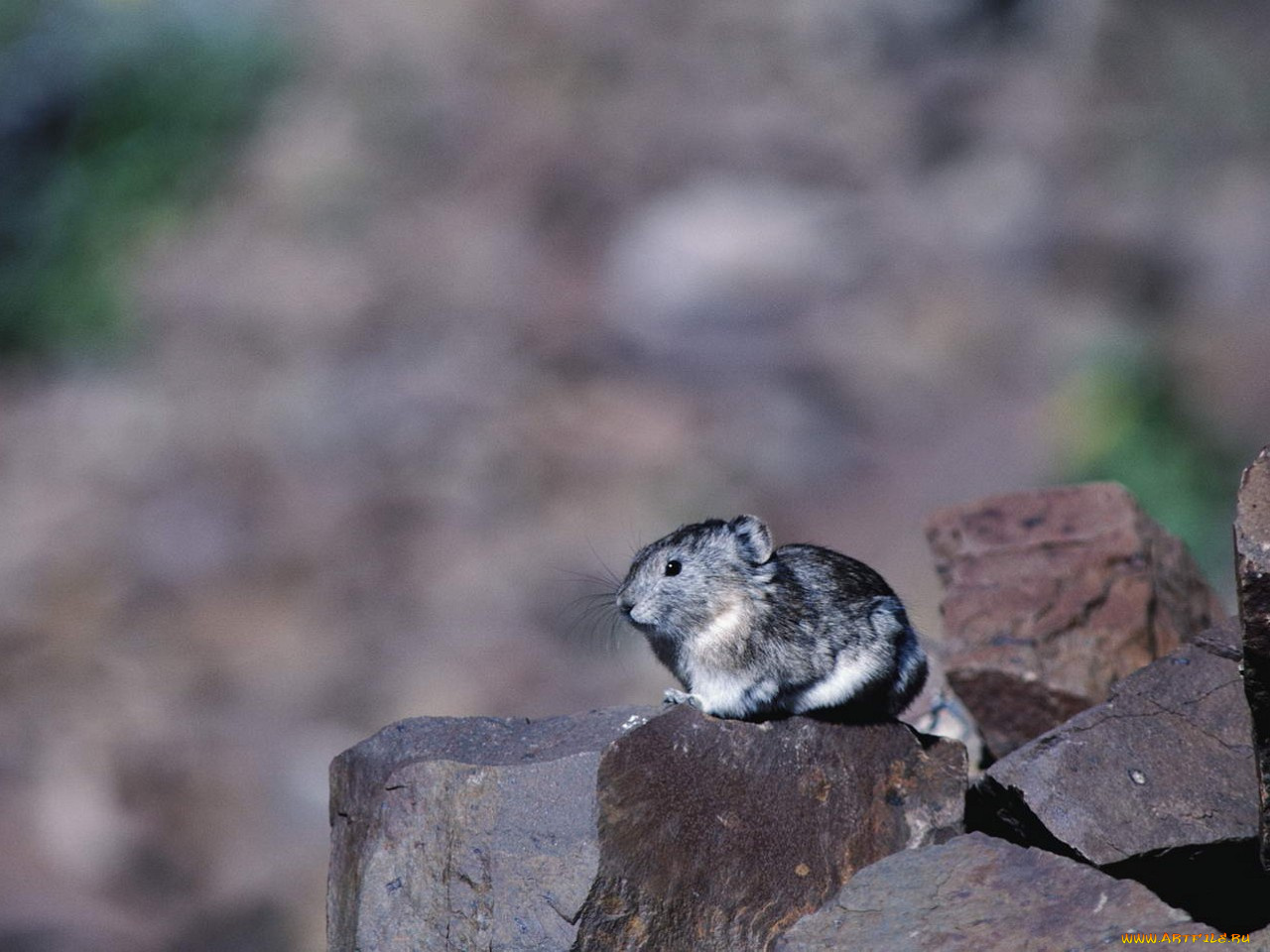 животные, крысы, мыши