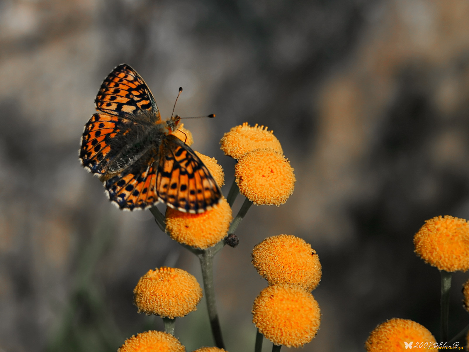 авт, elen, животные, бабочки