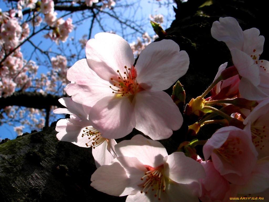 цветы, цветущие, деревья, кустарники