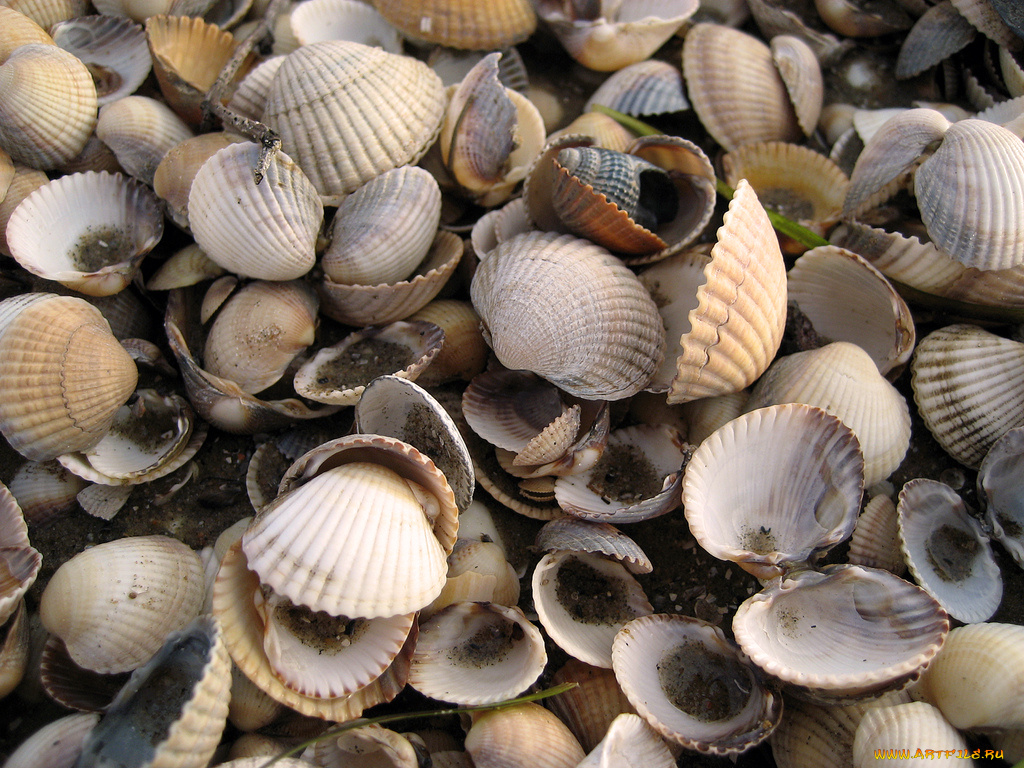 разное, ракушки, кораллы, декоративные, spa, камни