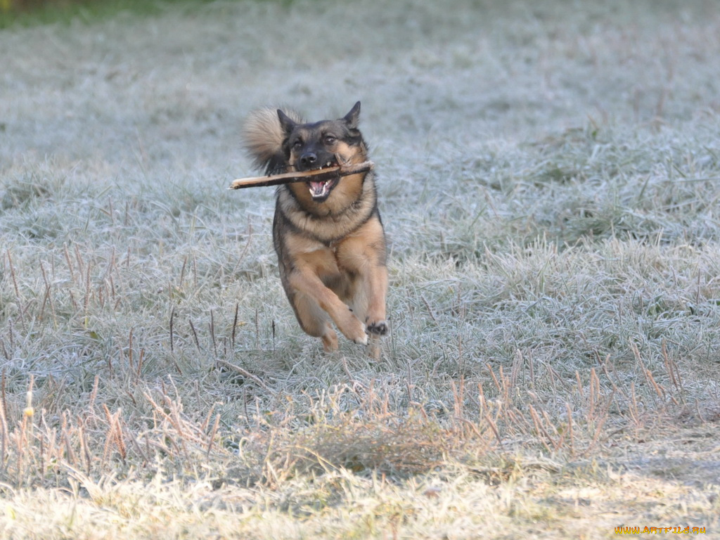 животные, собаки