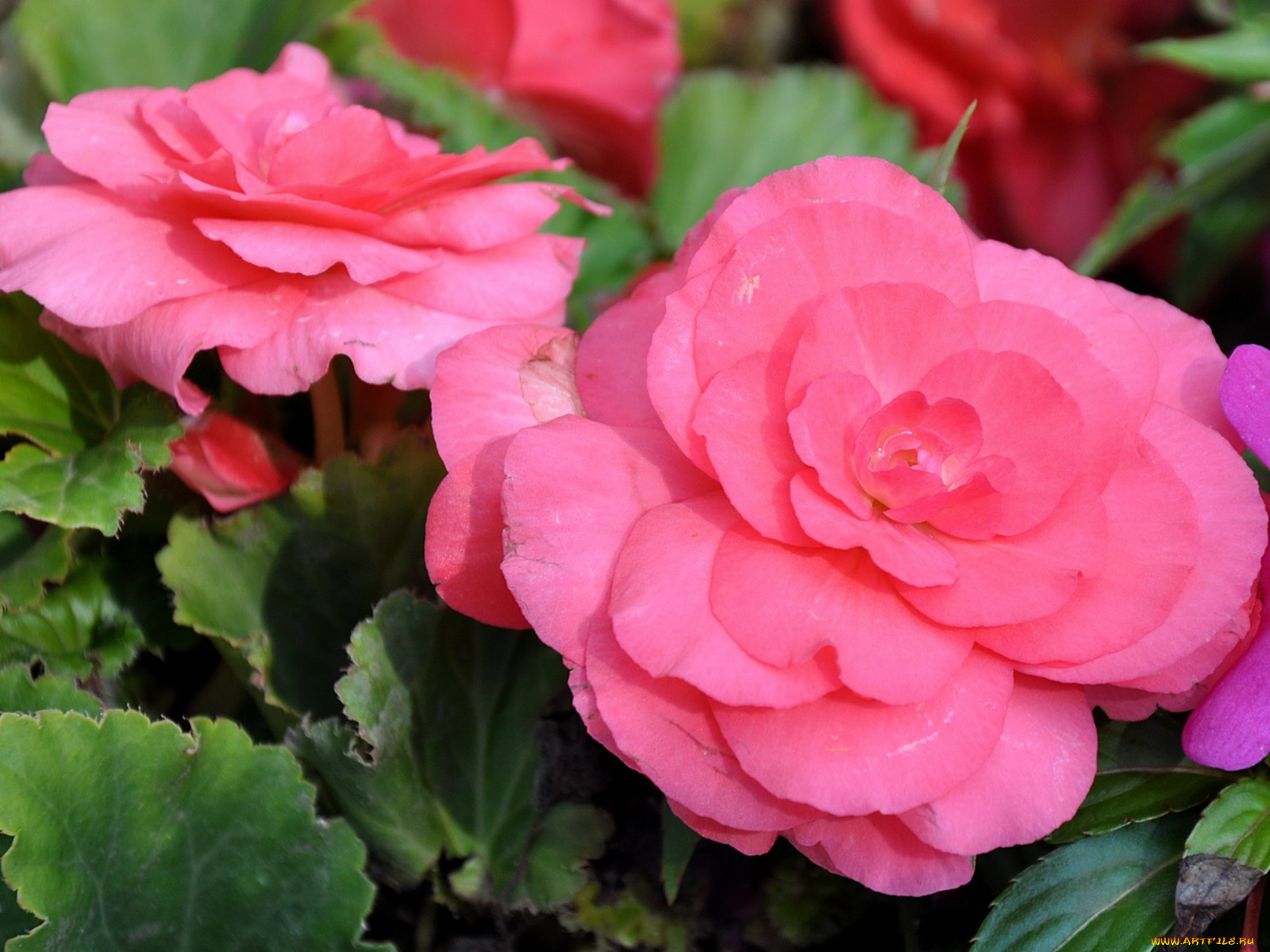 цветы, бегония