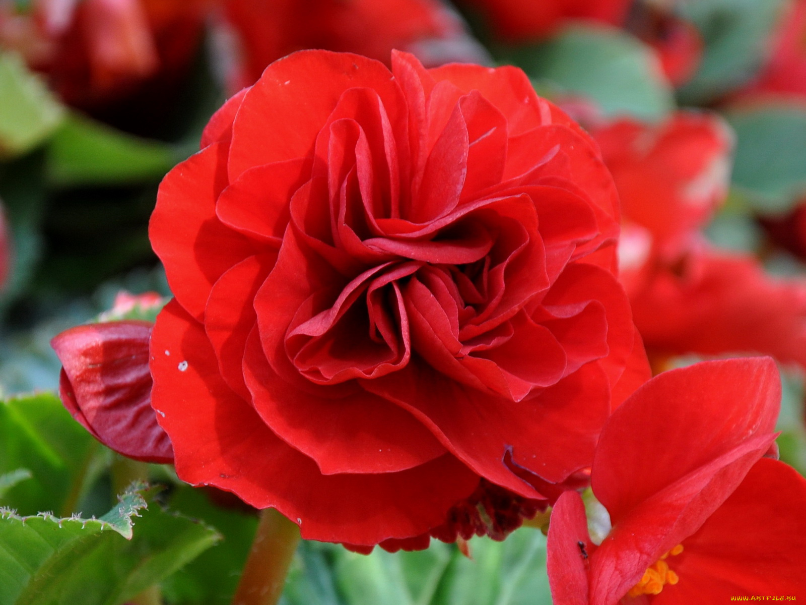 цветы, бегония