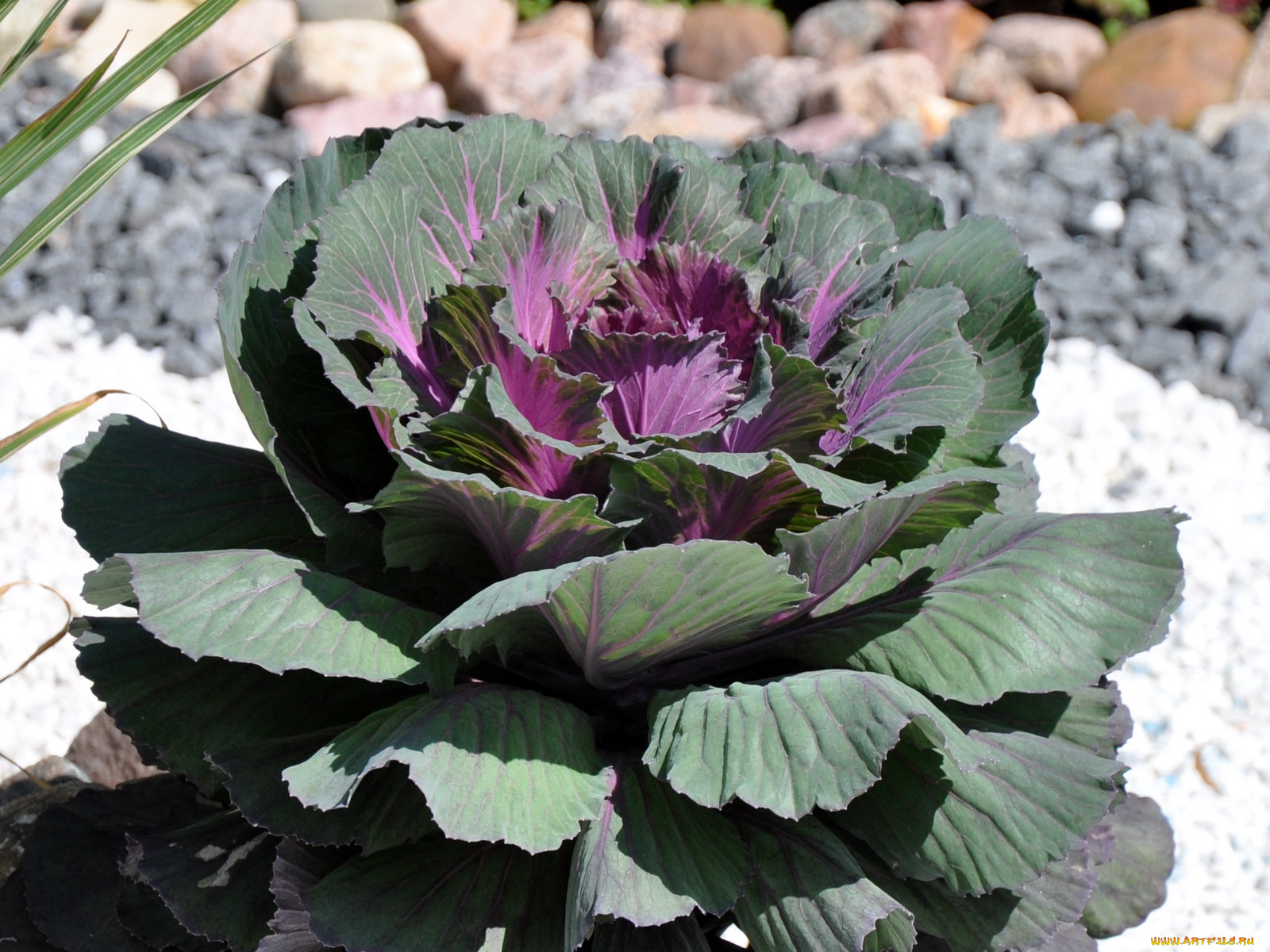 цветы, декоративная, капуста