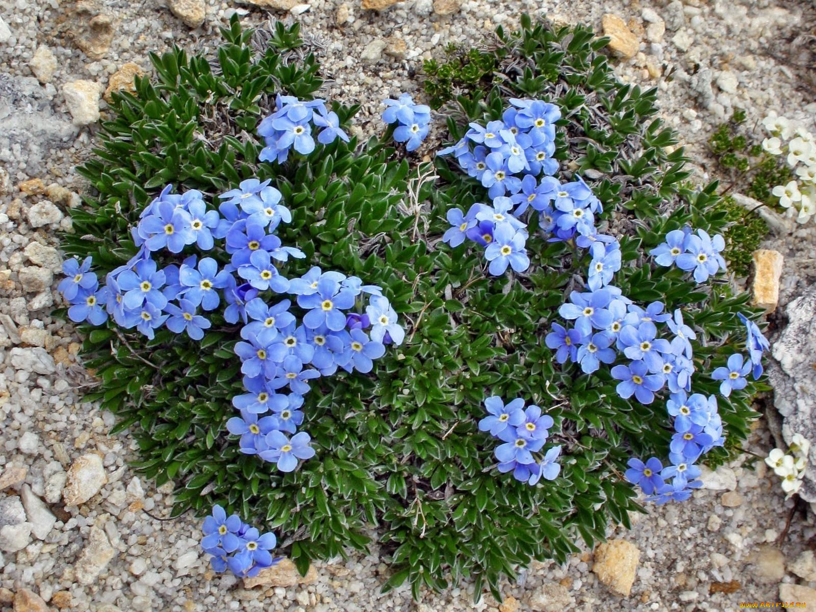 цветы, незабудки