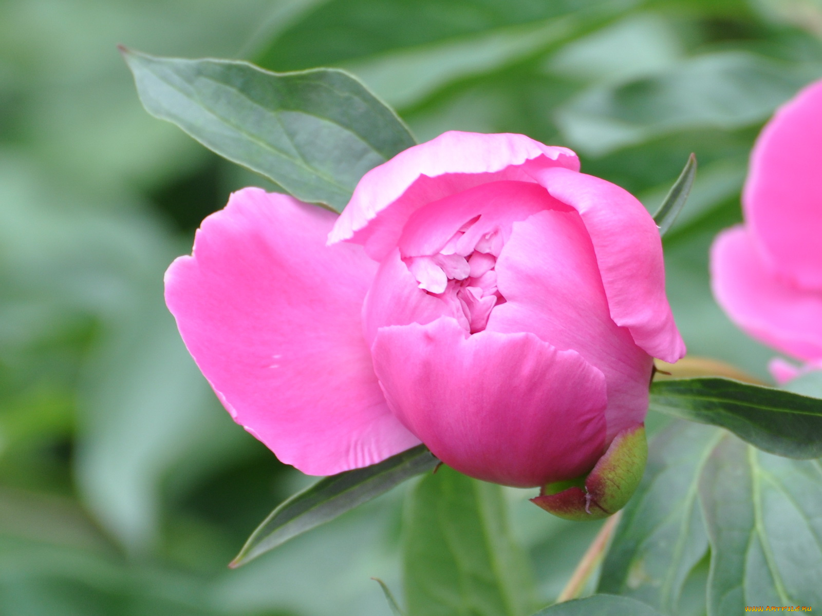 цветы, пионы