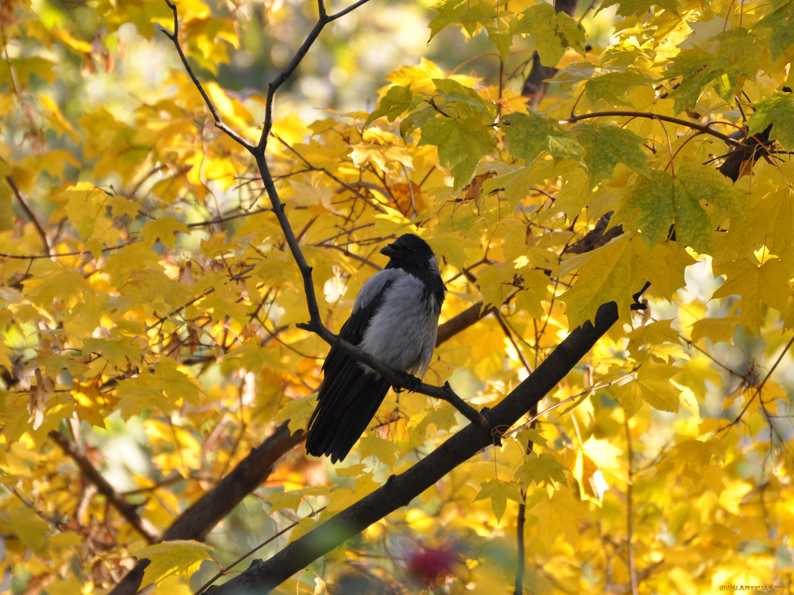 животные, вороны, грачи, галки